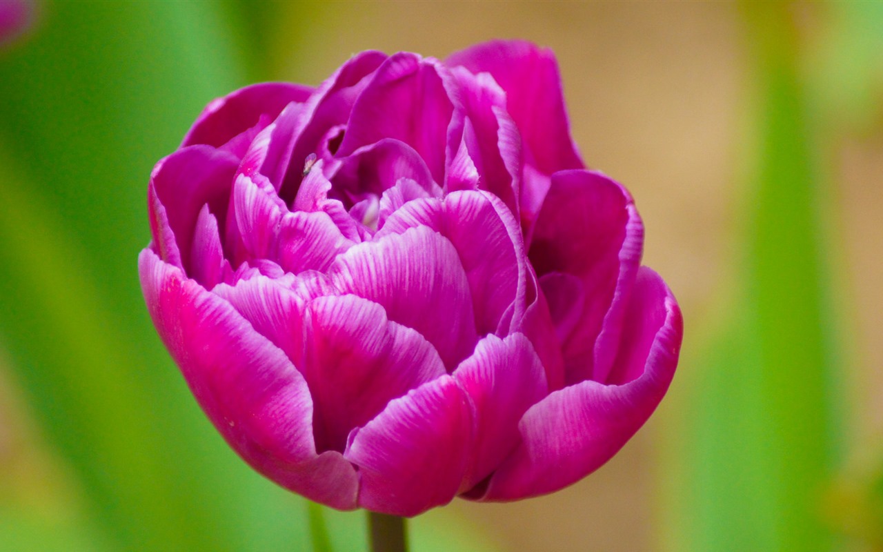 Fonds d'écran HD tulipes fleurs fraîches et colorées #11 - 1280x800