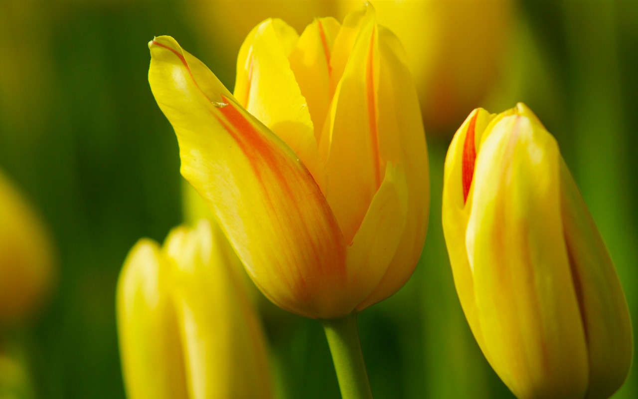 清新多彩的鬱金香花 高清壁紙 #13 - 1280x800