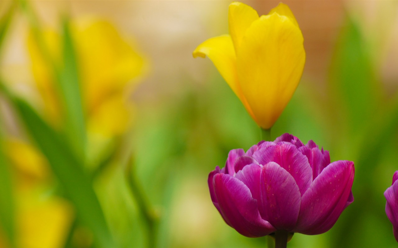 Čerstvé a barevné tulipány květinové HD tapety na plochu #15 - 1280x800