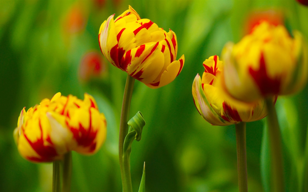 Fonds d'écran HD tulipes fleurs fraîches et colorées #16 - 1280x800