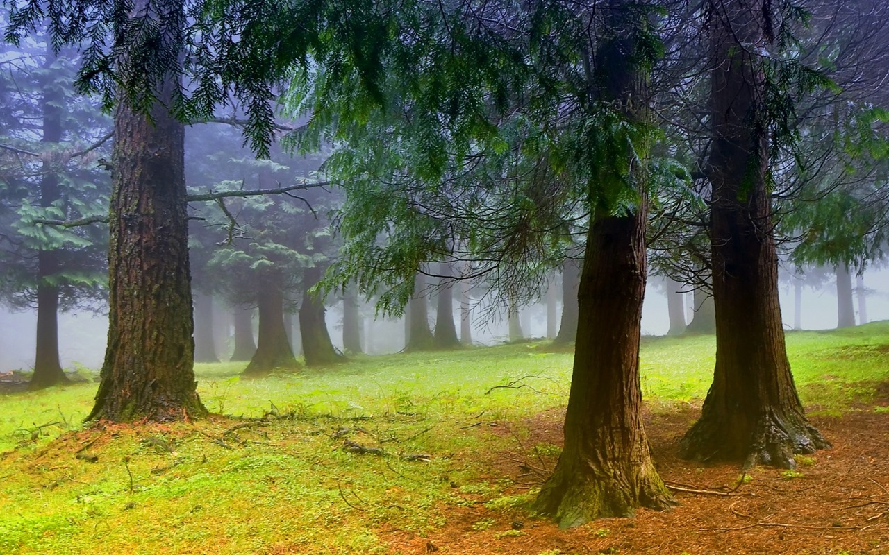 Stromy, hory, voda, východu a západu slunce, přírodní scenérie HD tapety #15 - 1280x800