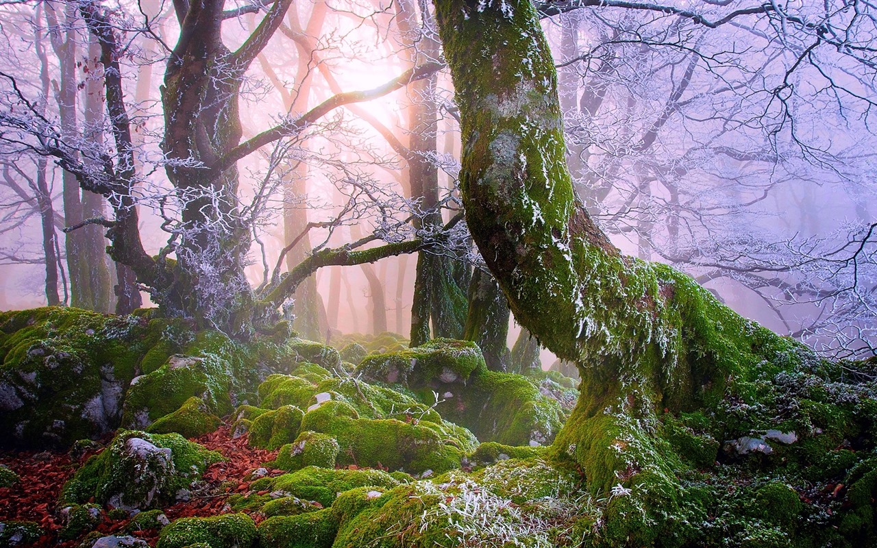 Stromy, hory, voda, východu a západu slunce, přírodní scenérie HD tapety #16 - 1280x800