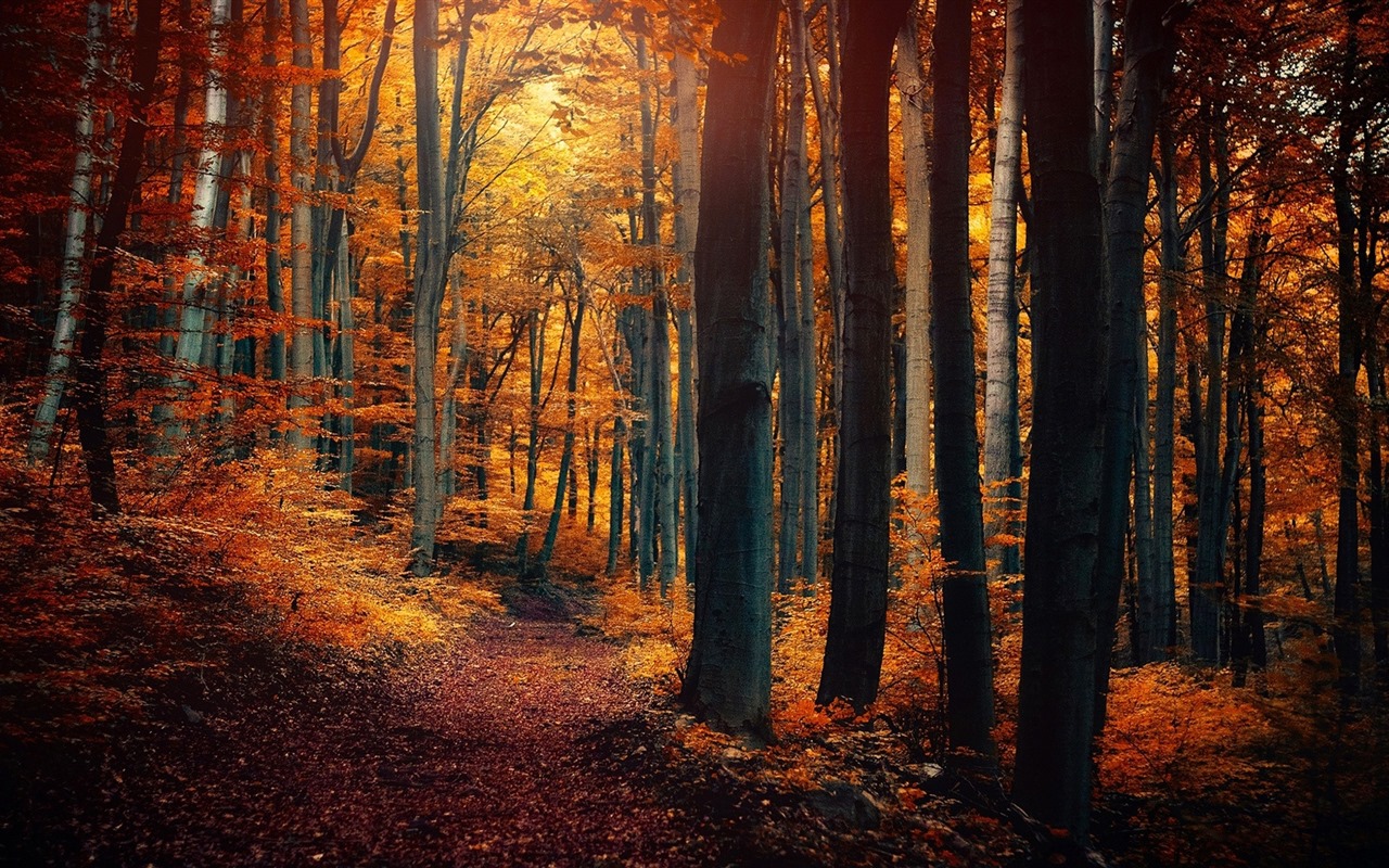 Stromy, hory, voda, východu a západu slunce, přírodní scenérie HD tapety #17 - 1280x800