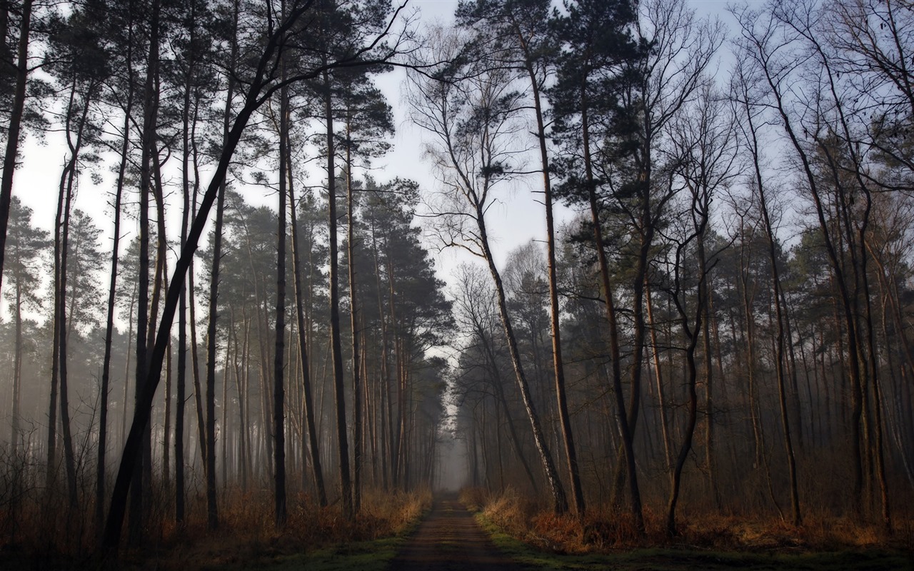 Stromy, hory, voda, východu a západu slunce, přírodní scenérie HD tapety #18 - 1280x800
