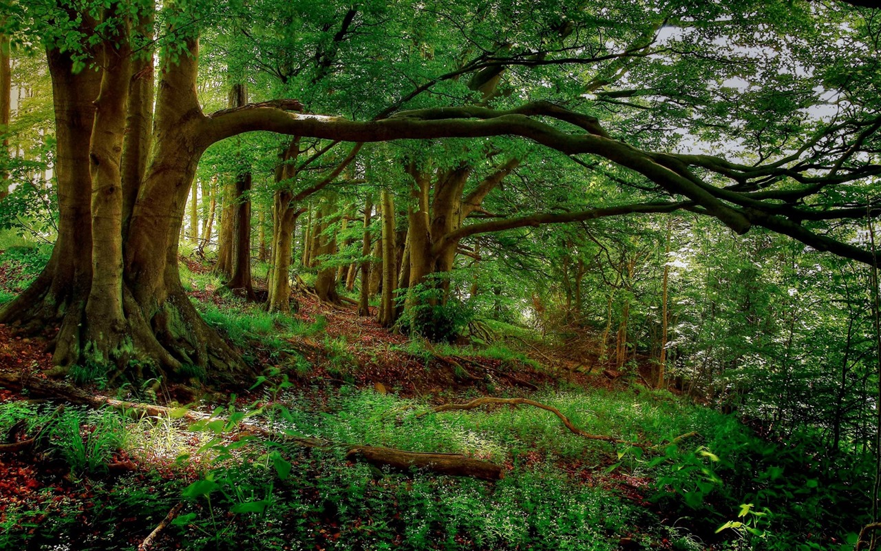 Les arbres, les montagnes, l'eau, lever et coucher du paysage de nature, fonds d'écran HD #22 - 1280x800