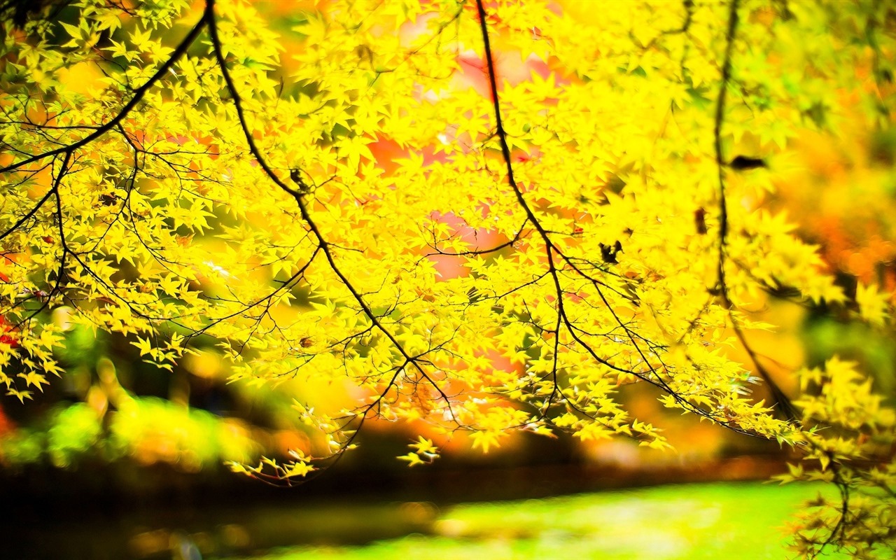 Les arbres, les montagnes, l'eau, lever et coucher du paysage de nature, fonds d'écran HD #30 - 1280x800