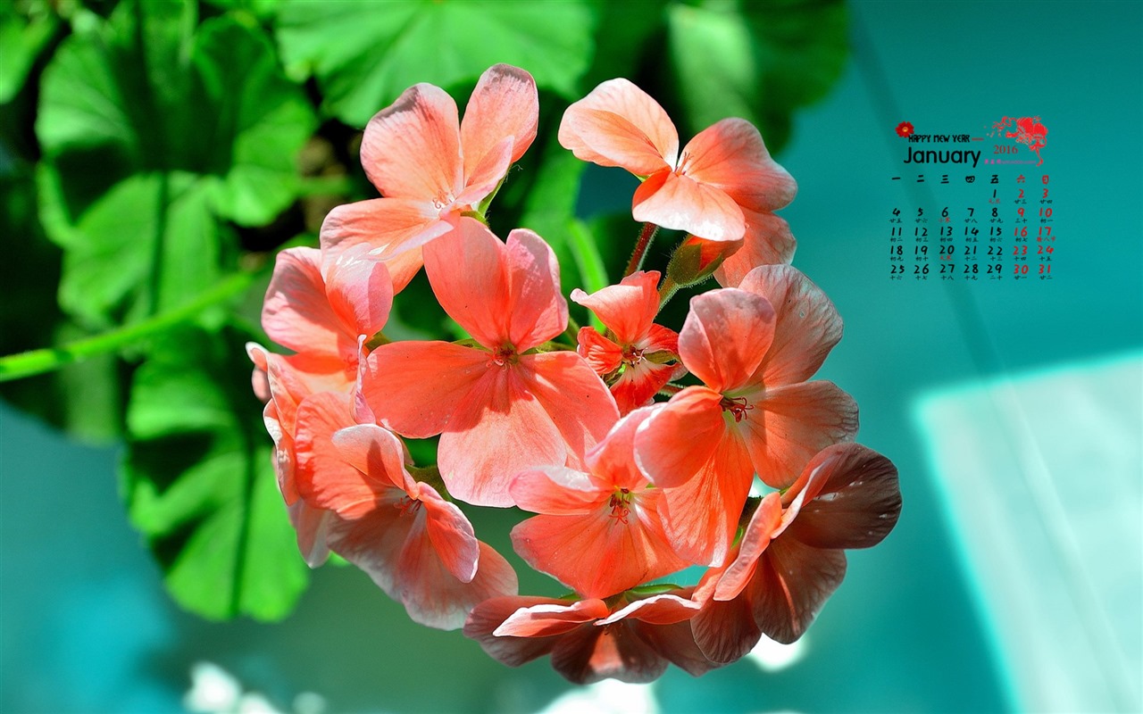 2016年1月 月曆壁紙(一) #16 - 1280x800