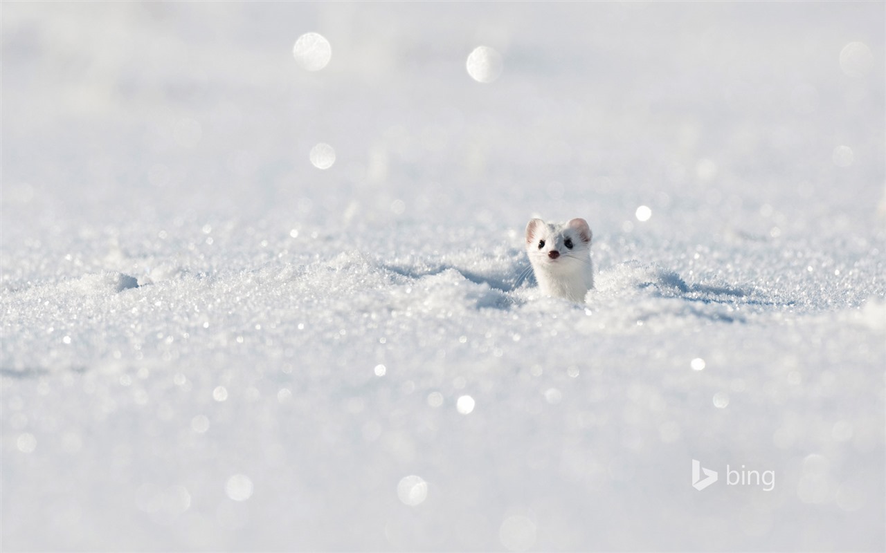 January 2016 Bing theme HD wallpapers #11 - 1280x800