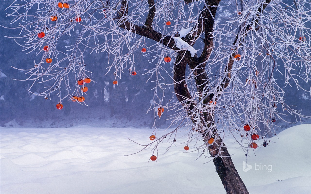 Ledna 2016 Bing téma HD tapety na plochu #28 - 1280x800