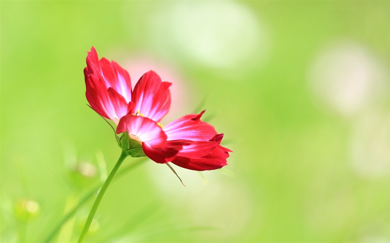 格桑鲜花桌面壁纸1 - 1280x800