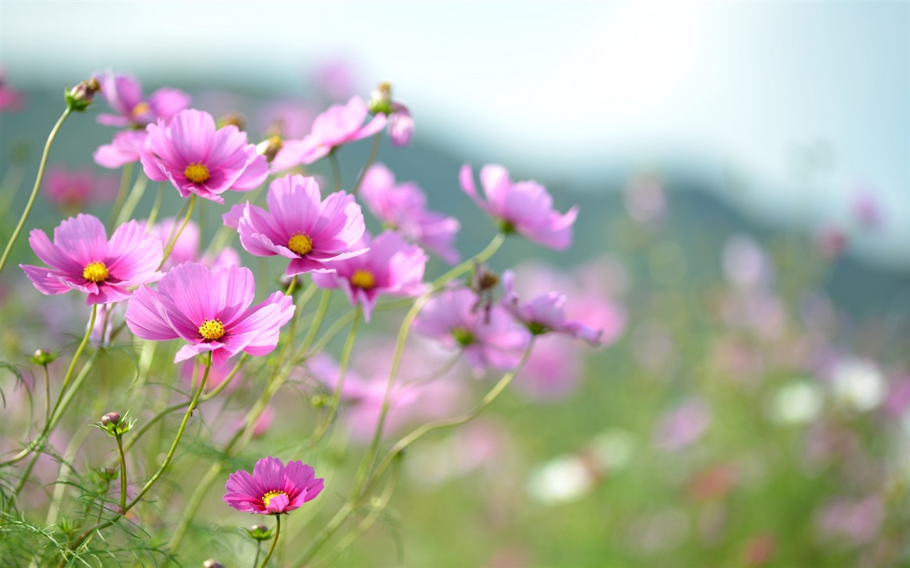 Gesang Blumen Hintergrundbilder #3 - 1280x800