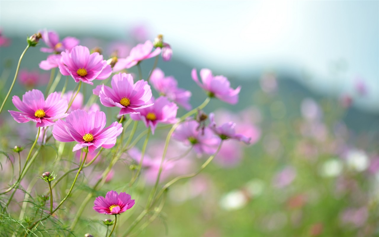 格桑鲜花桌面壁纸3 - 1280x800