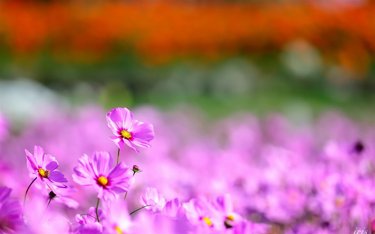 格桑鲜花桌面壁纸5 - 1280x800