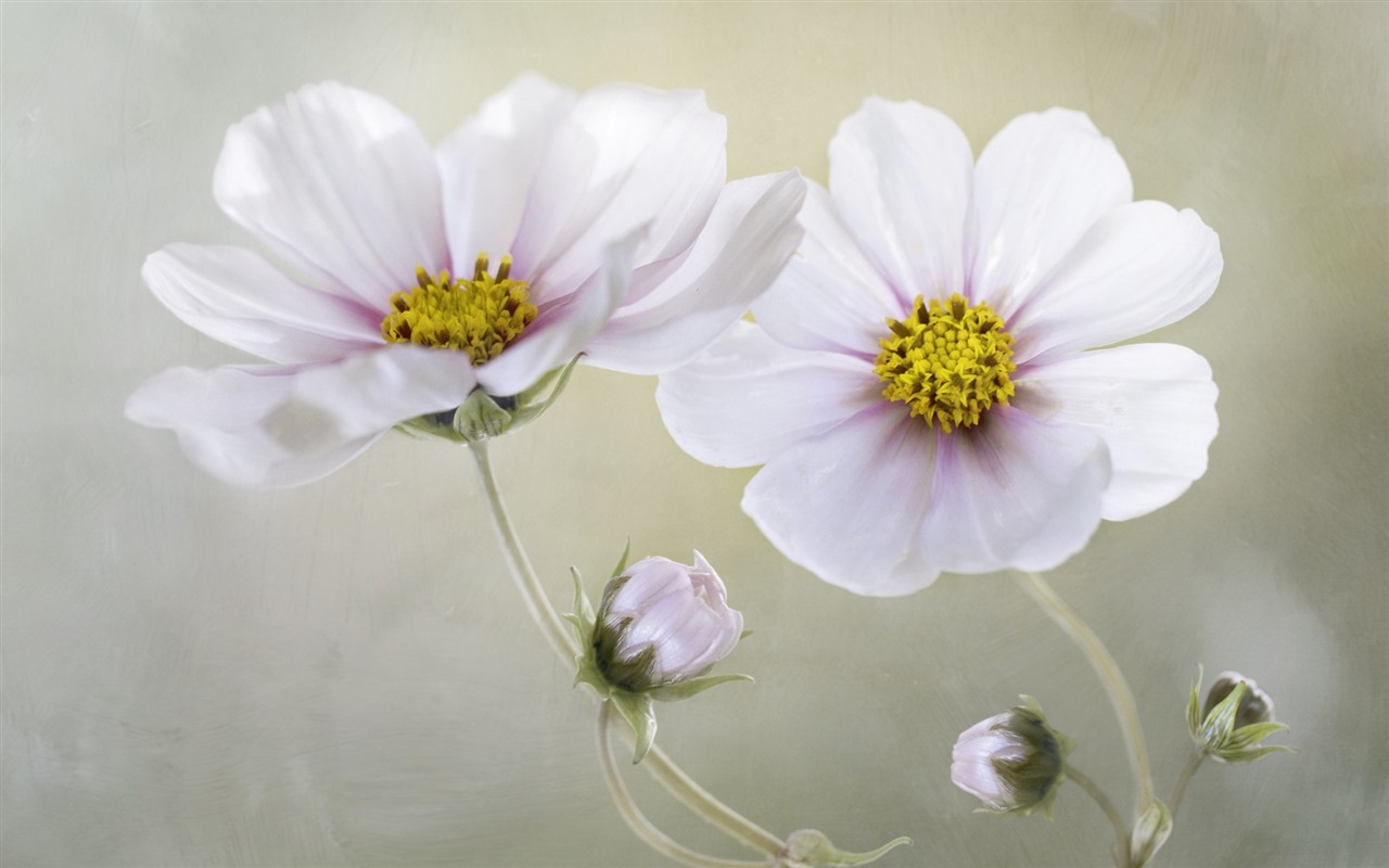 格桑鮮花桌面壁紙 #10 - 1280x800