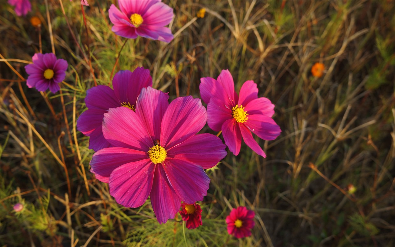 Gesang fonds d'écran fleurs de bureau #11 - 1280x800