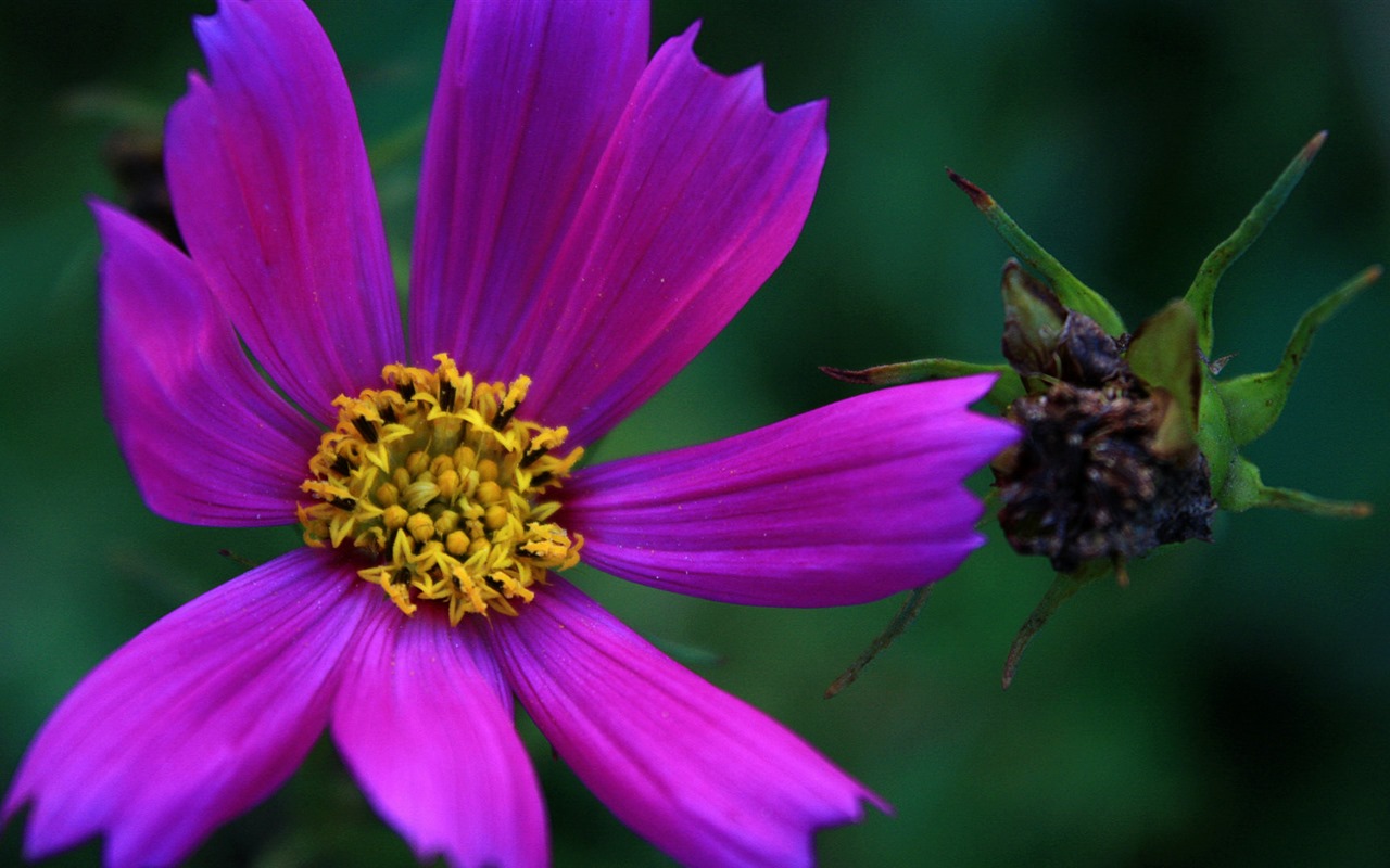 Gesang fonds d'écran fleurs de bureau #12 - 1280x800