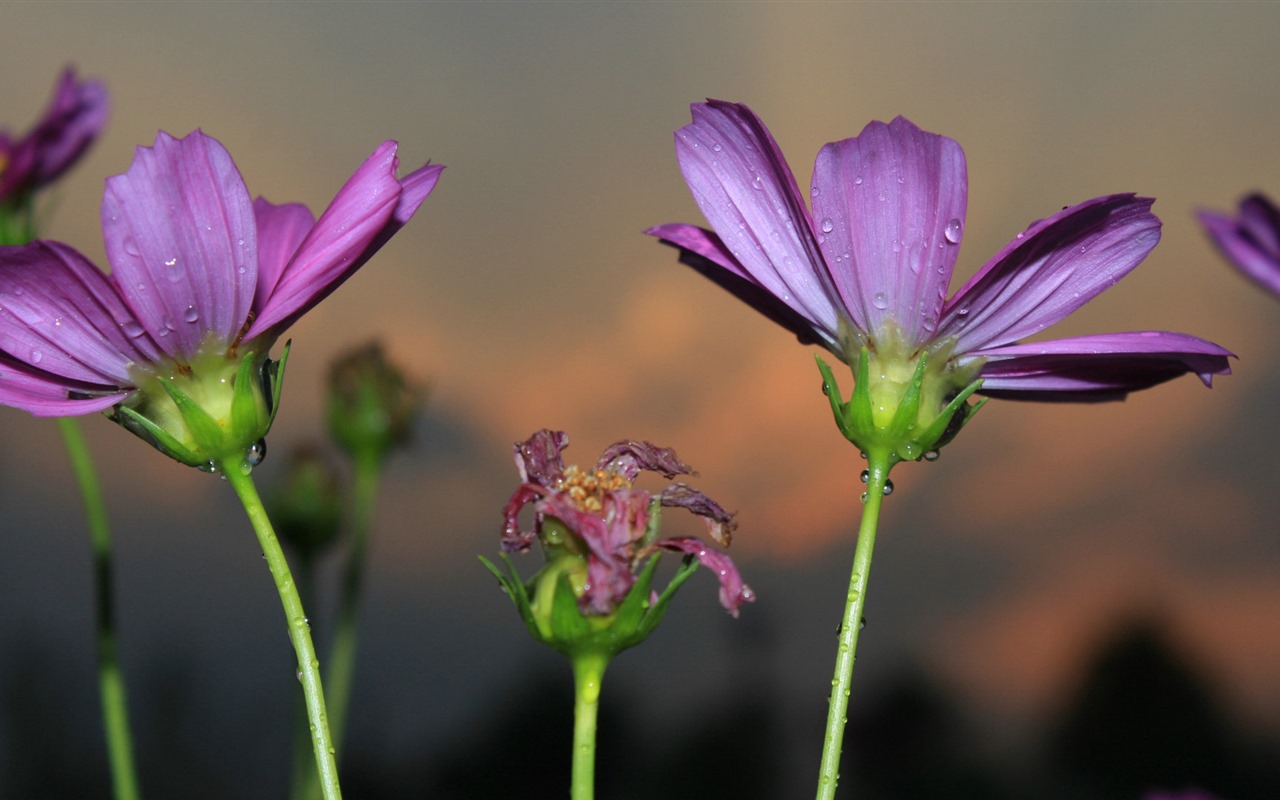 Gesang fondos de pantalla de escritorio flores #15 - 1280x800