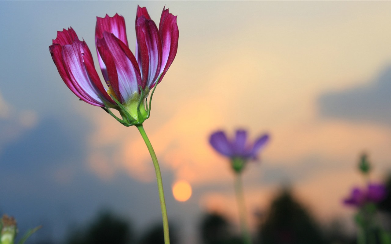 格桑鮮花桌面壁紙 #16 - 1280x800