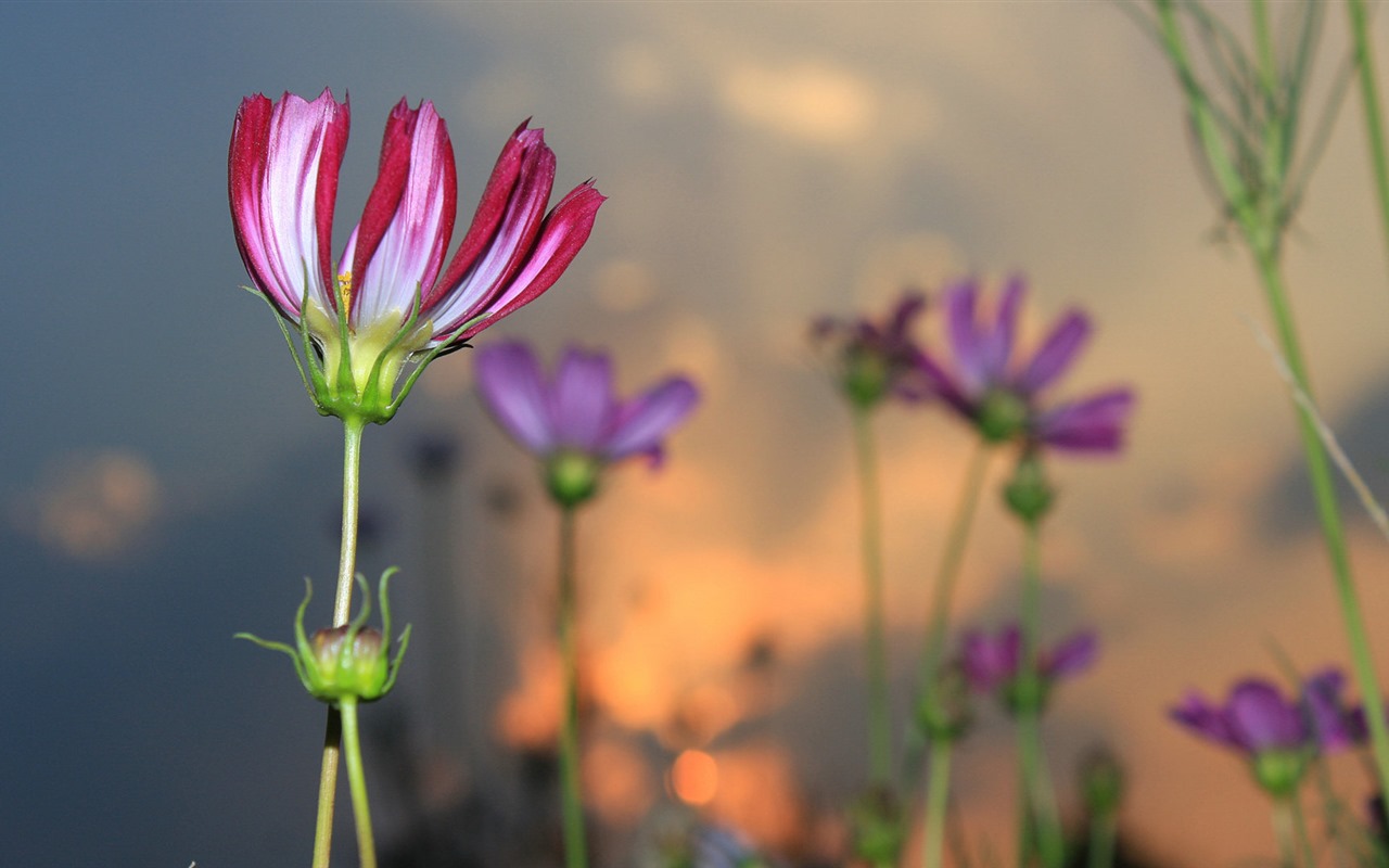 格桑鮮花桌面壁紙 #17 - 1280x800