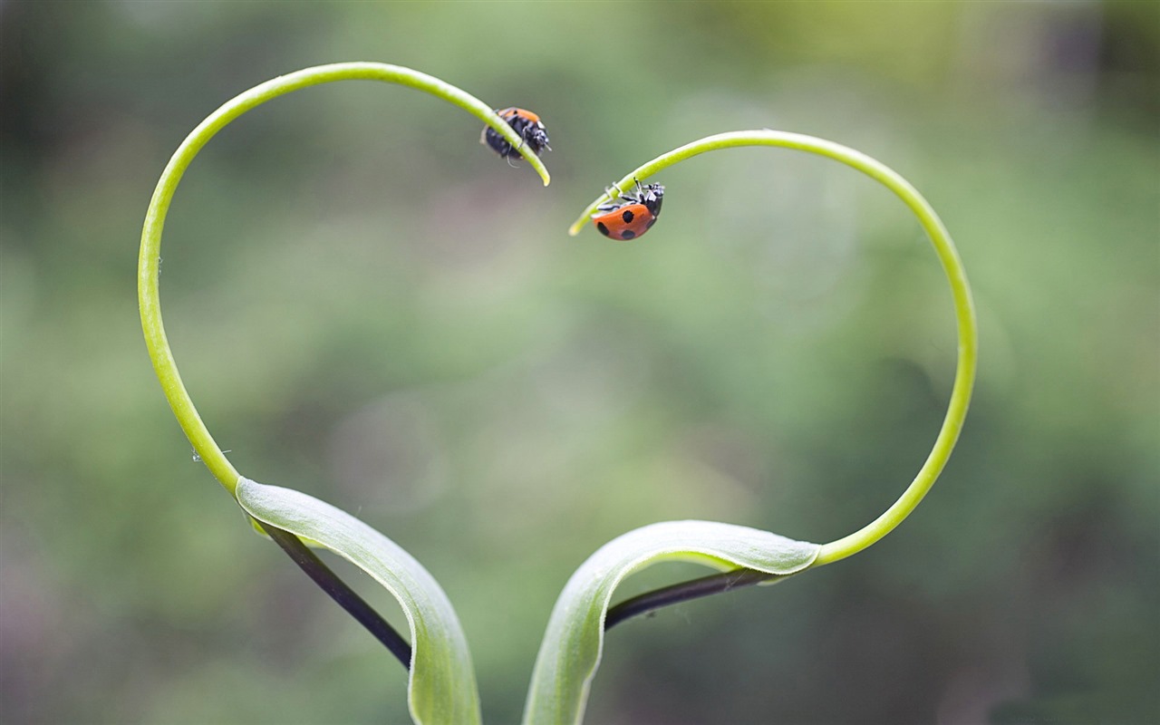 Fresh flowers and plants spring theme wallpapers #3 - 1280x800