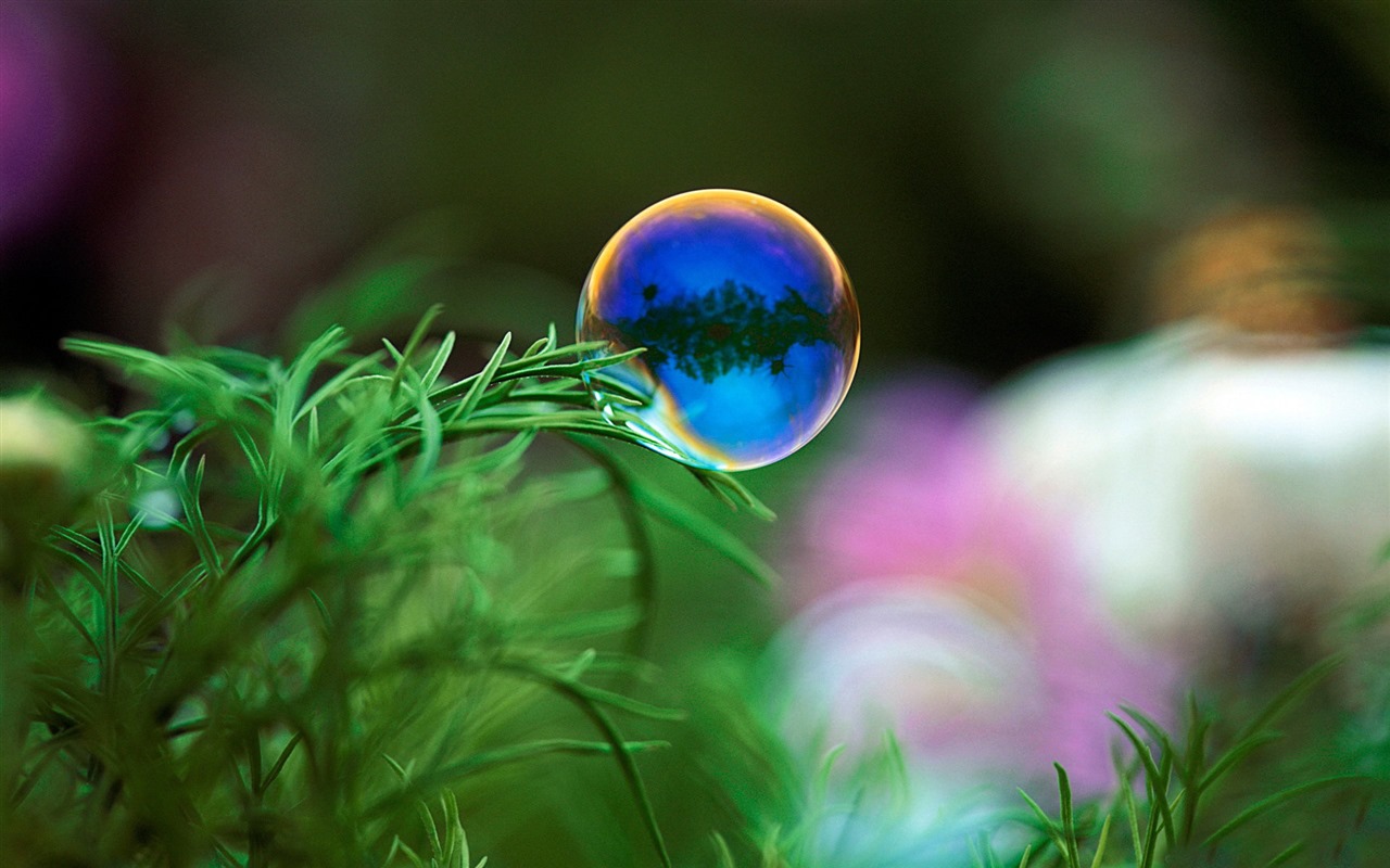 鲜花和植物春天主题壁纸5 - 1280x800