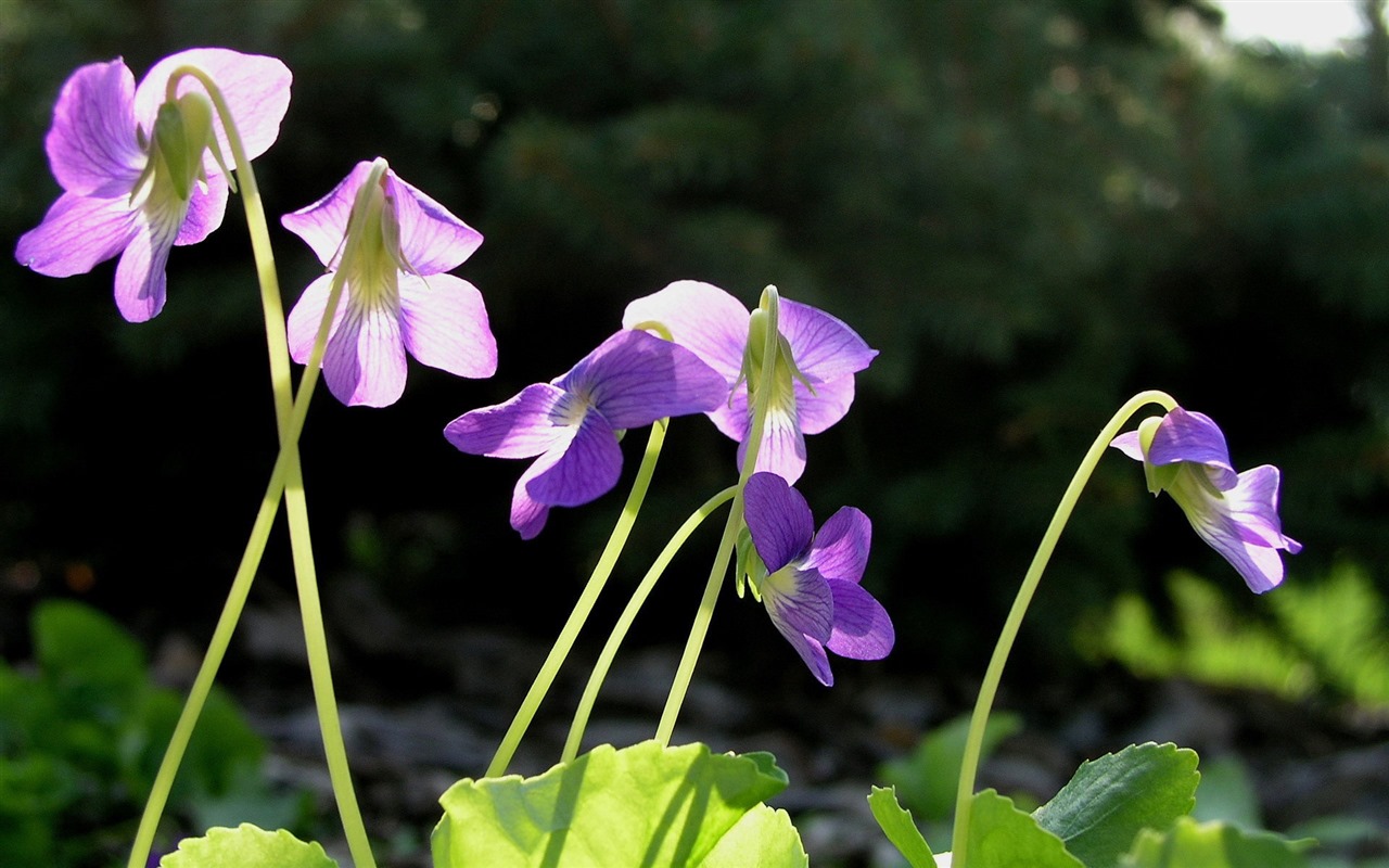 鮮花和植物春天主題壁紙 #10 - 1280x800