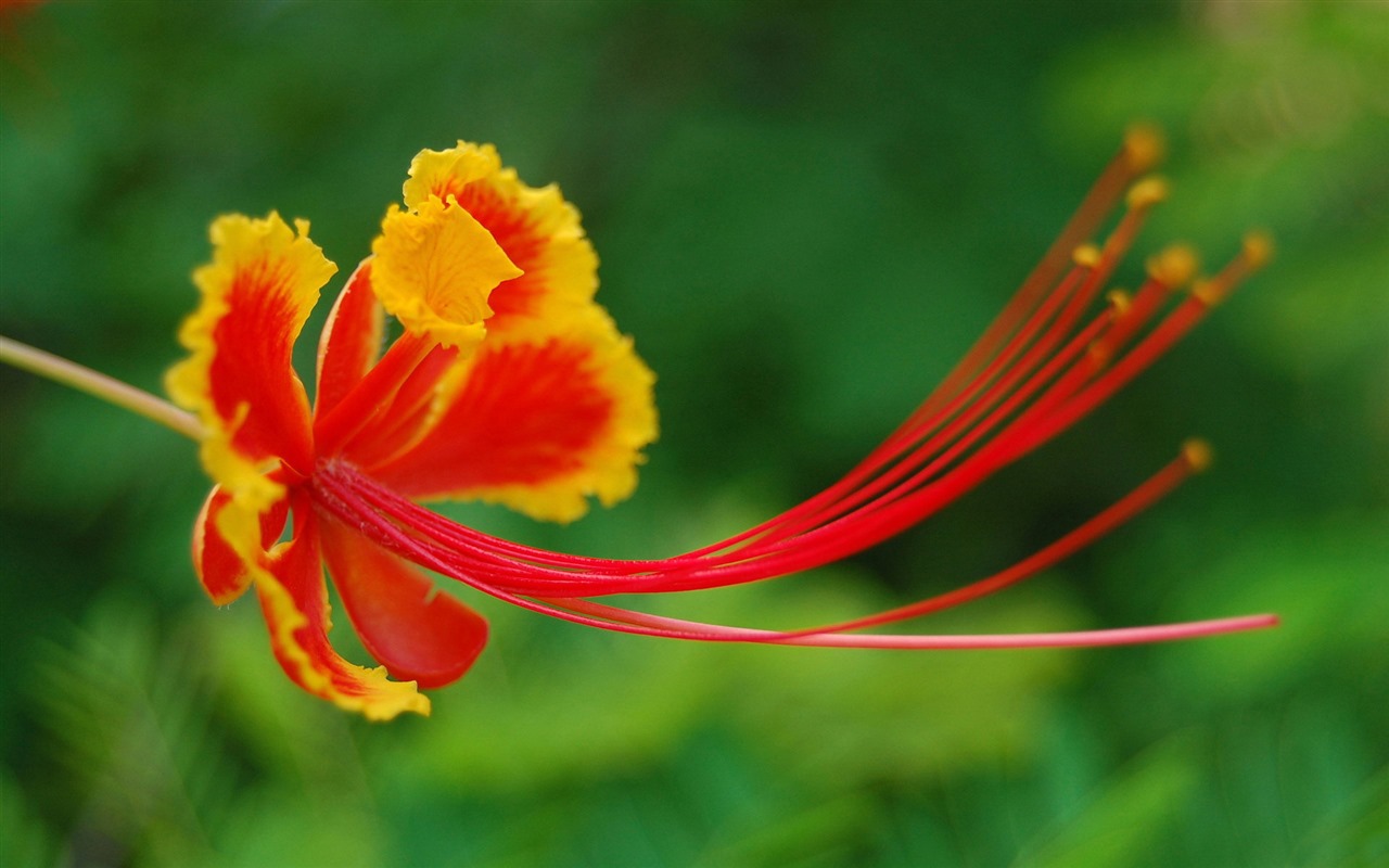 鮮花和植物春天主題壁紙 #12 - 1280x800