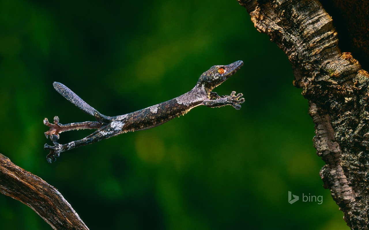 Février 2016 fonds d'écran Bing thème HD #16 - 1280x800