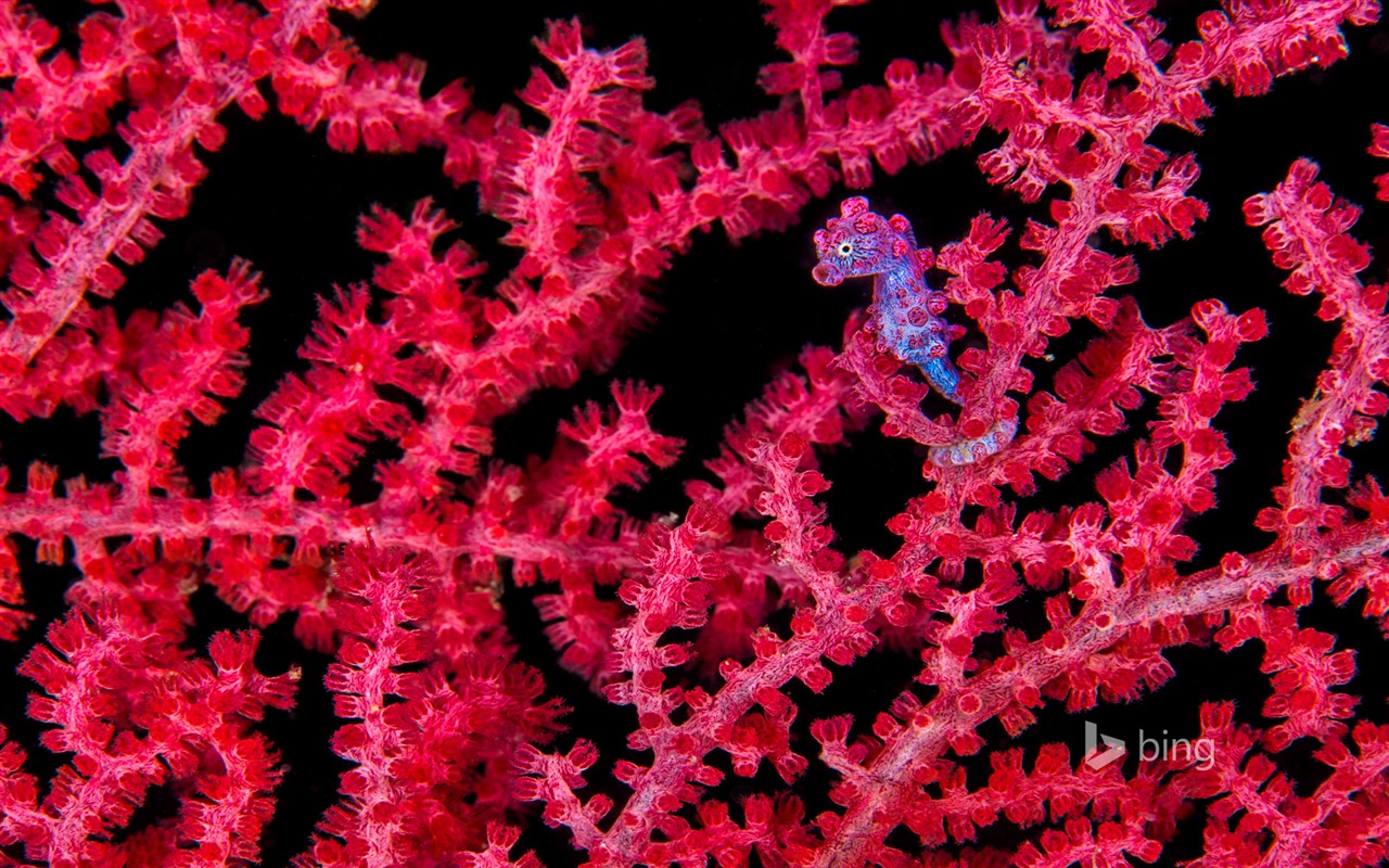 Únor 2016 Bing téma HD tapety na plochu #31 - 1280x800