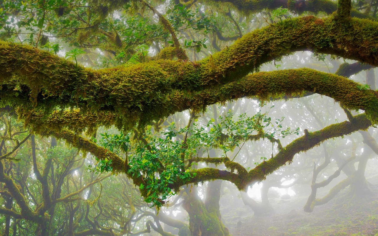 Března 2016 Bing téma HD tapety na plochu #23 - 1280x800