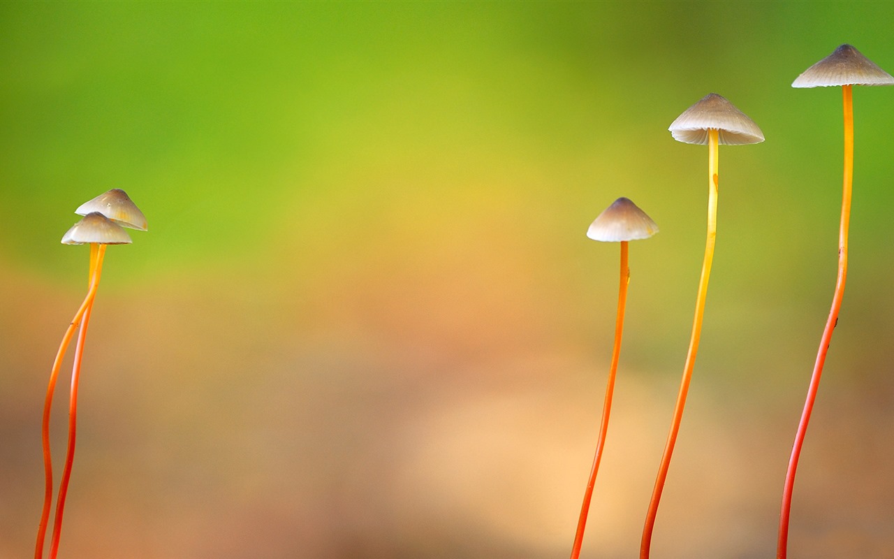 Března 2016 Bing téma HD tapety na plochu #32 - 1280x800