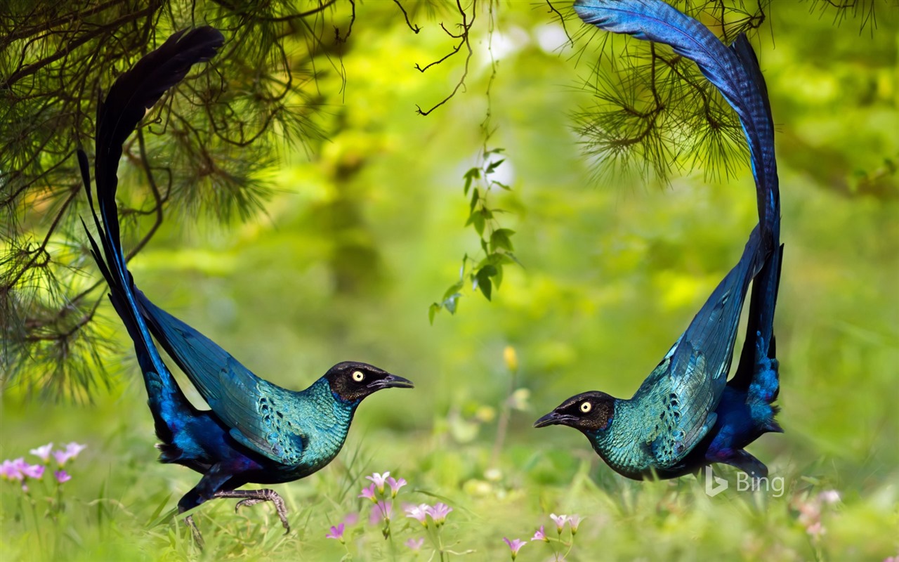 Duben 2016 Bing téma HD tapety na plochu #9 - 1280x800