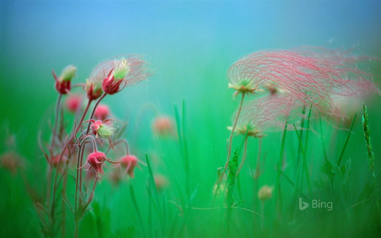 Duben 2016 Bing téma HD tapety na plochu #28 - 1280x800
