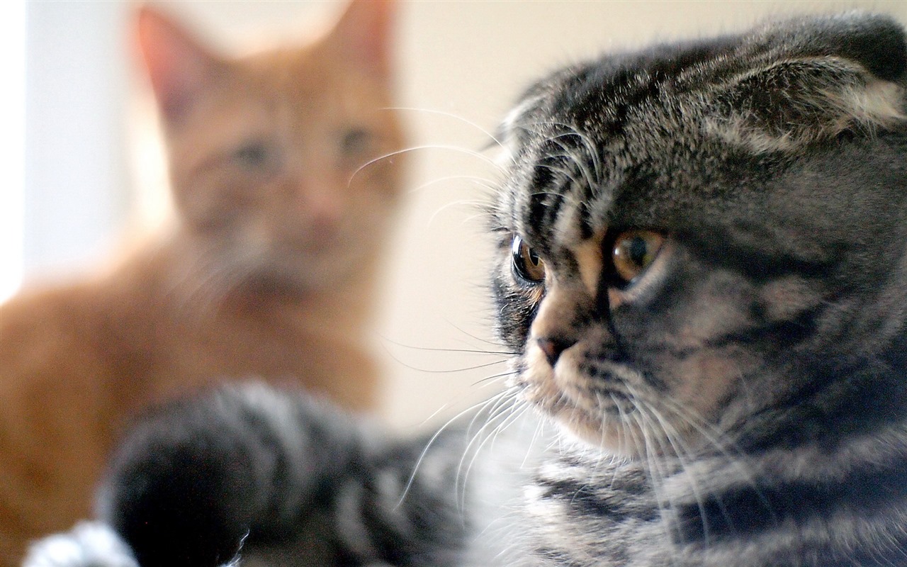 Roztomilé domácí zvířata, Scottish Fold kočka HD tapety na plochu #2 - 1280x800