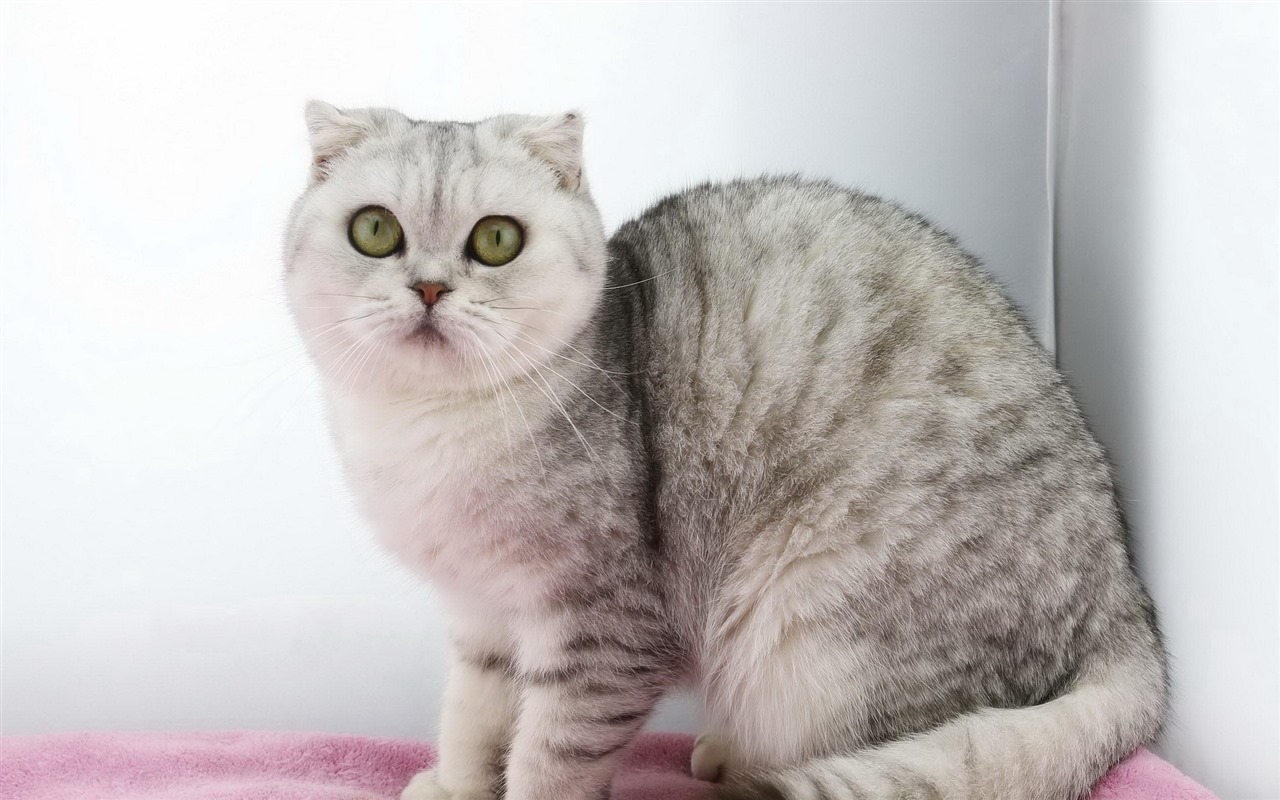 Roztomilé domácí zvířata, Scottish Fold kočka HD tapety na plochu #4 - 1280x800
