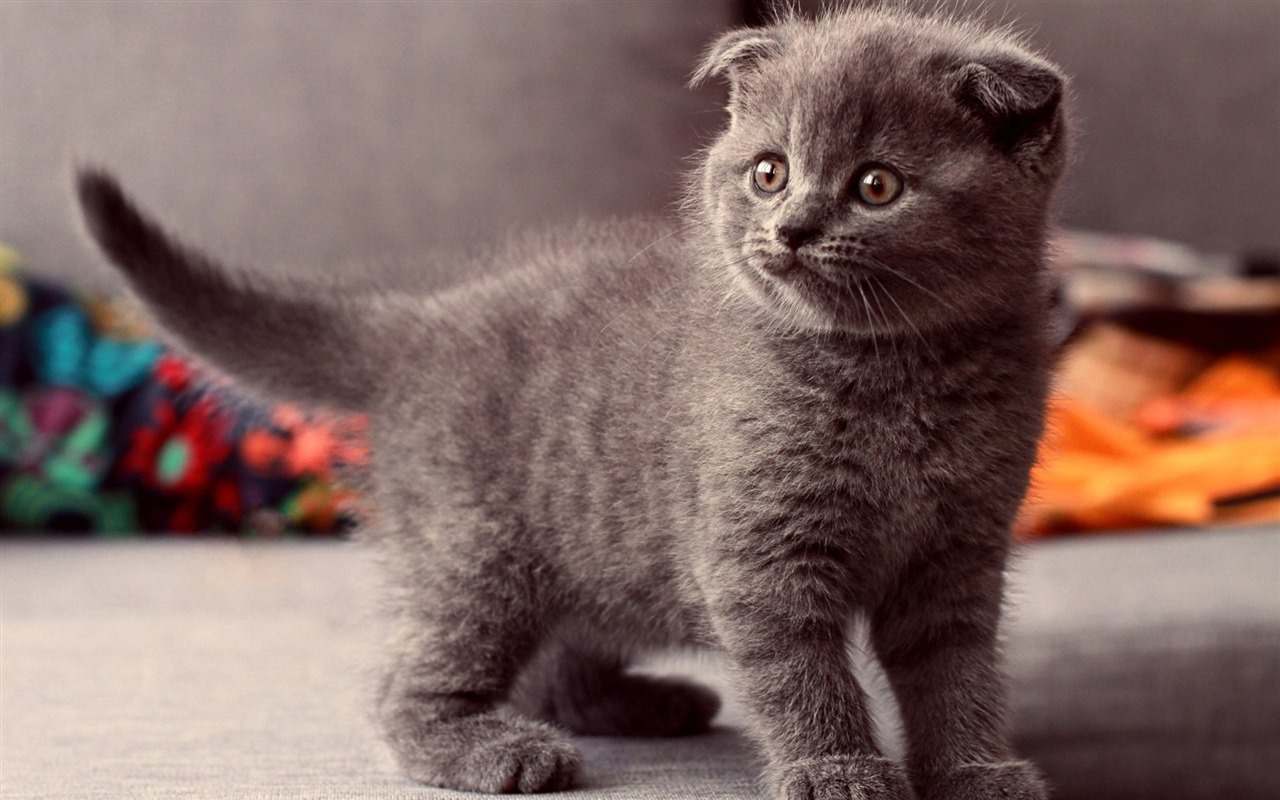 Cute pets, Scottish Fold cat HD wallpapers #7 - 1280x800