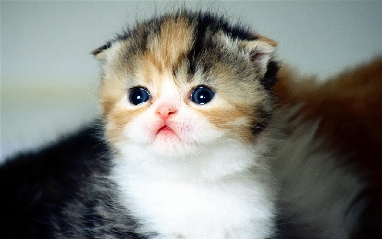 Roztomilé domácí zvířata, Scottish Fold kočka HD tapety na plochu #8 - 1280x800