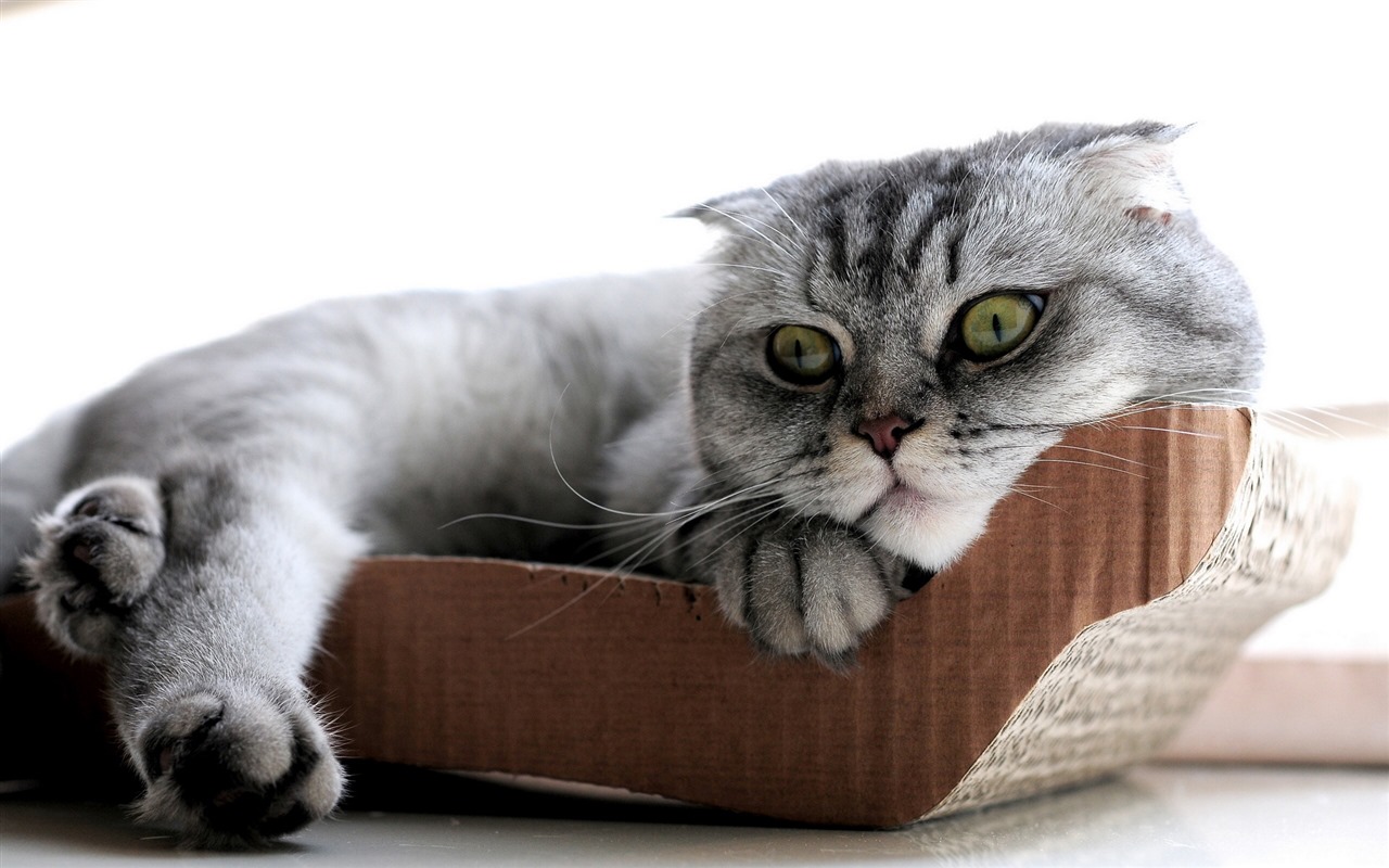 Roztomilé domácí zvířata, Scottish Fold kočka HD tapety na plochu #11 - 1280x800