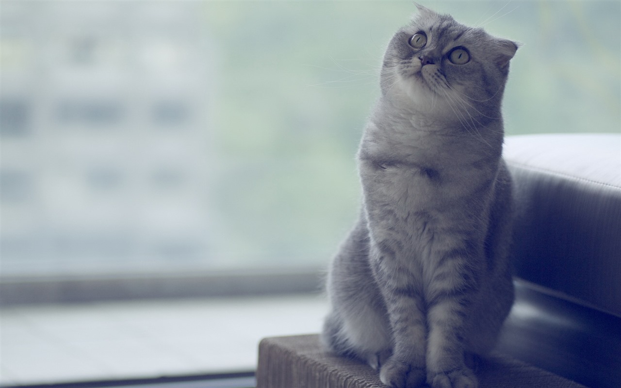 Roztomilé domácí zvířata, Scottish Fold kočka HD tapety na plochu #12 - 1280x800