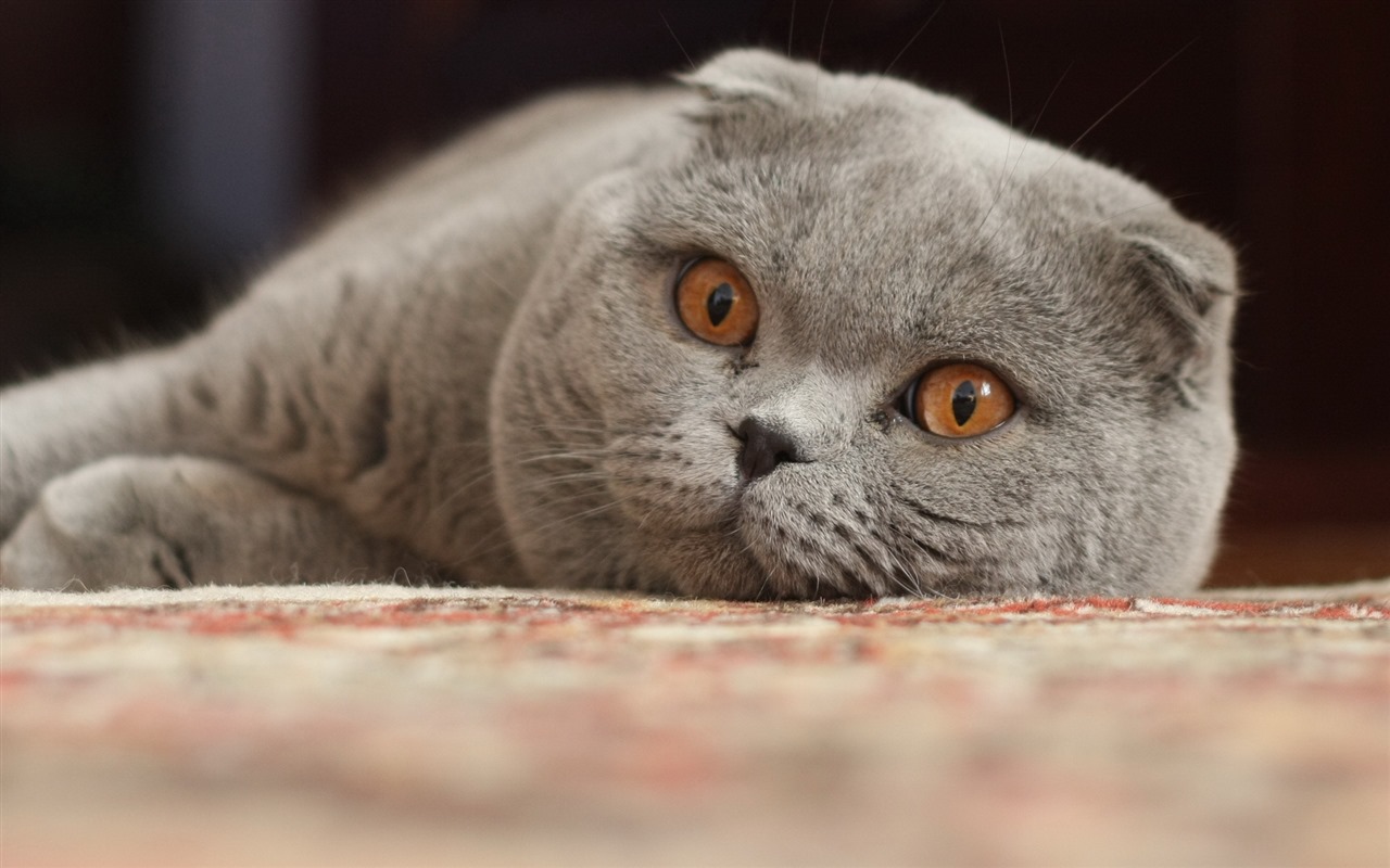 Roztomilé domácí zvířata, Scottish Fold kočka HD tapety na plochu #13 - 1280x800