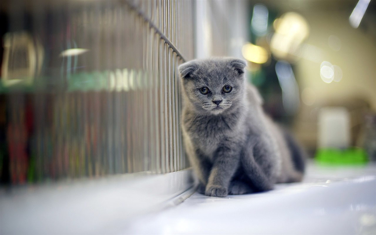 Roztomilé domácí zvířata, Scottish Fold kočka HD tapety na plochu #16 - 1280x800
