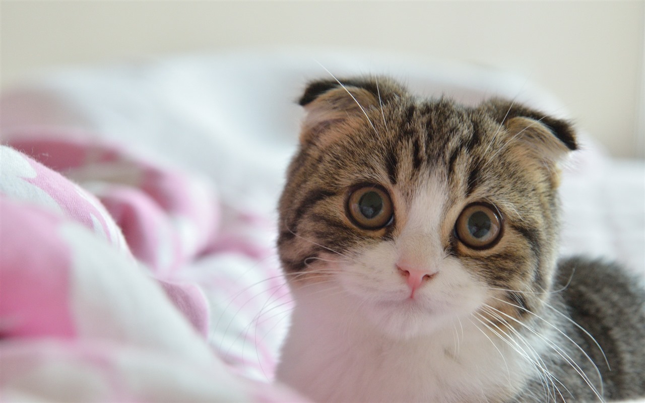 Roztomilé domácí zvířata, Scottish Fold kočka HD tapety na plochu #17 - 1280x800