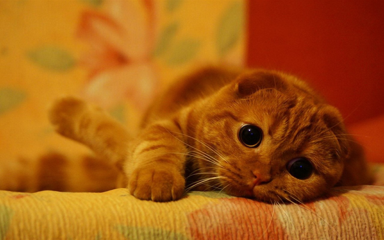 Roztomilé domácí zvířata, Scottish Fold kočka HD tapety na plochu #18 - 1280x800