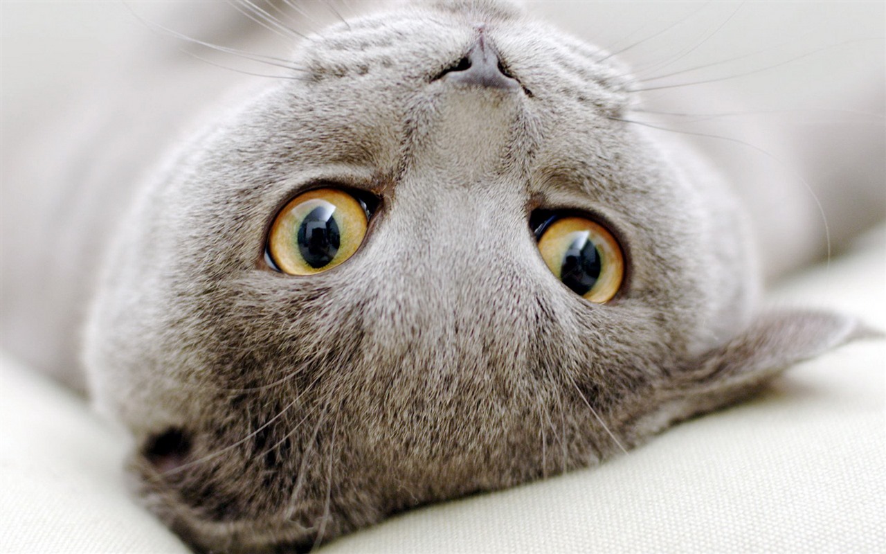 可爱的宠物，苏格兰折耳猫 高清壁纸19 - 1280x800