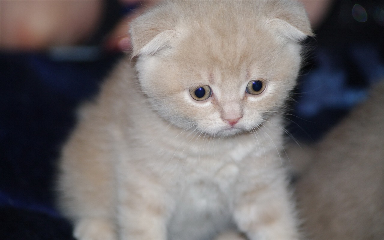 Roztomilé domácí zvířata, Scottish Fold kočka HD tapety na plochu #20 - 1280x800
