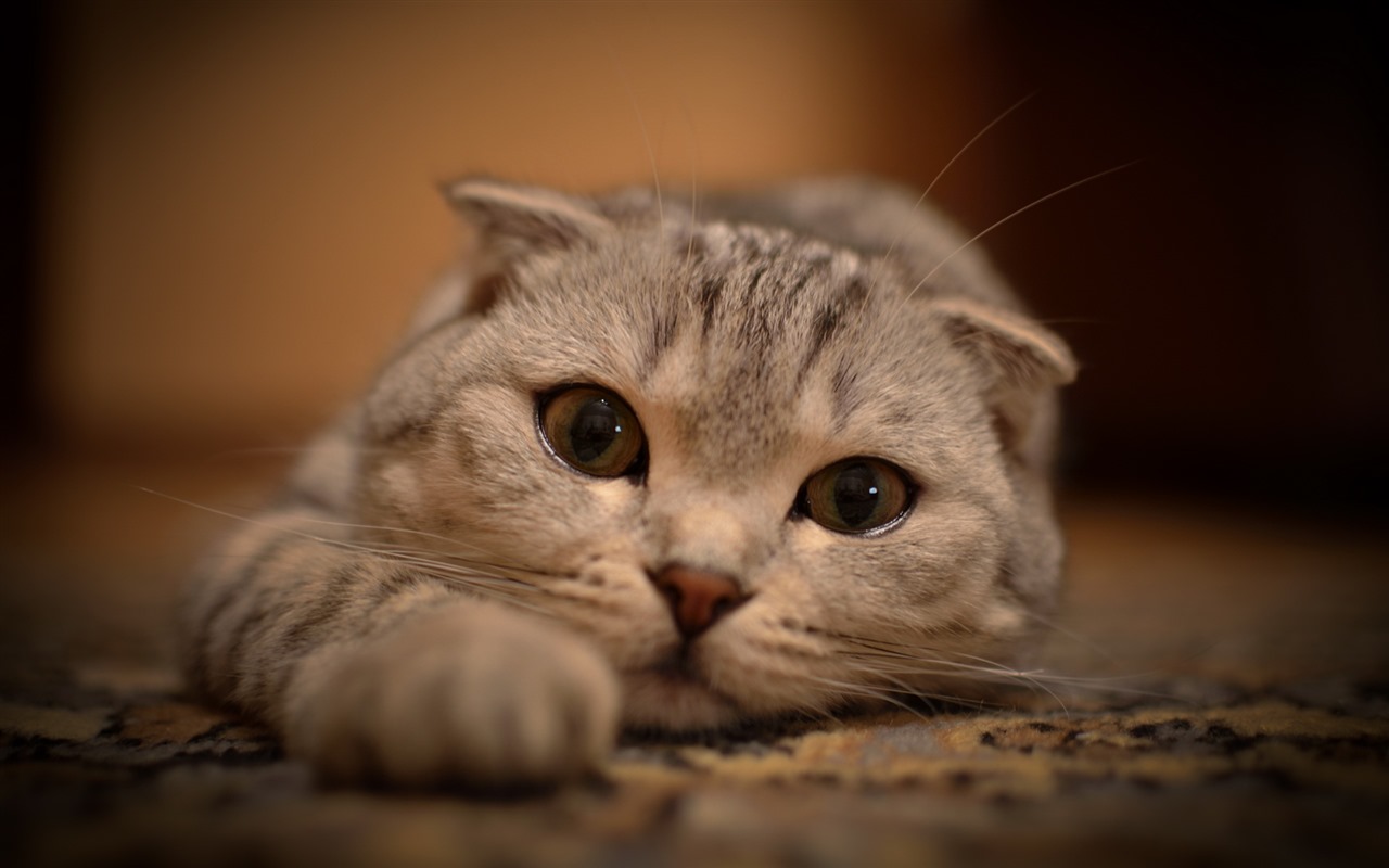 Roztomilé domácí zvířata, Scottish Fold kočka HD tapety na plochu #21 - 1280x800