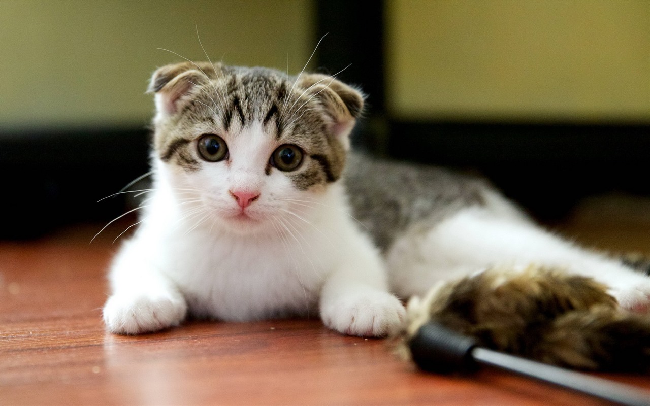 Roztomilé domácí zvířata, Scottish Fold kočka HD tapety na plochu #22 - 1280x800