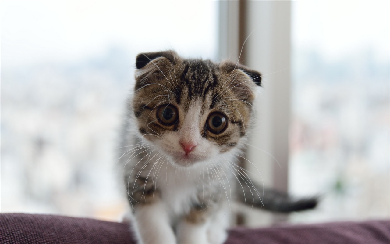 Roztomilé domácí zvířata, Scottish Fold kočka HD tapety na plochu #23 - 1280x800