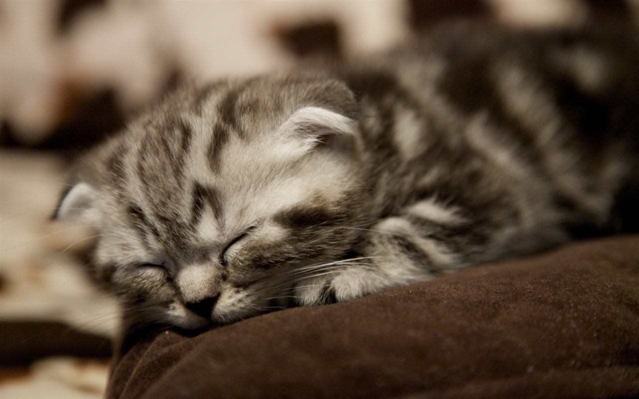 Roztomilé domácí zvířata, Scottish Fold kočka HD tapety na plochu #24 - 1280x800