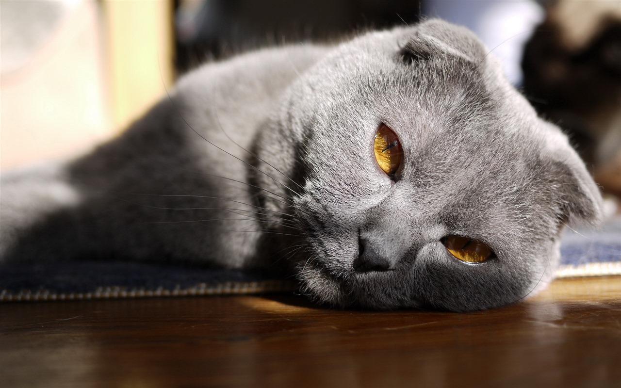 Roztomilé domácí zvířata, Scottish Fold kočka HD tapety na plochu #33 - 1280x800